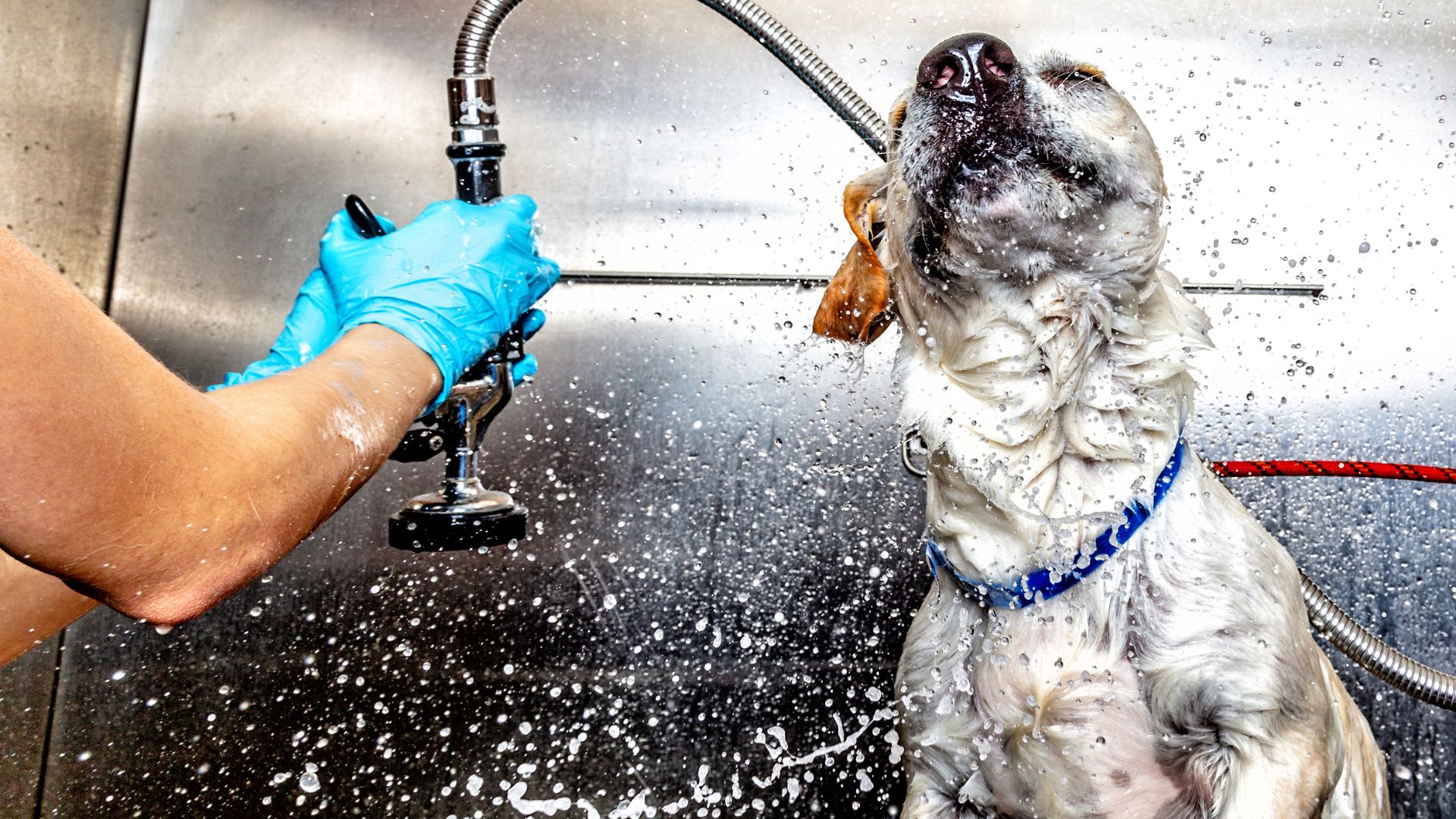 10 Reasons Why Dogs Love Self-Service Wash Stations