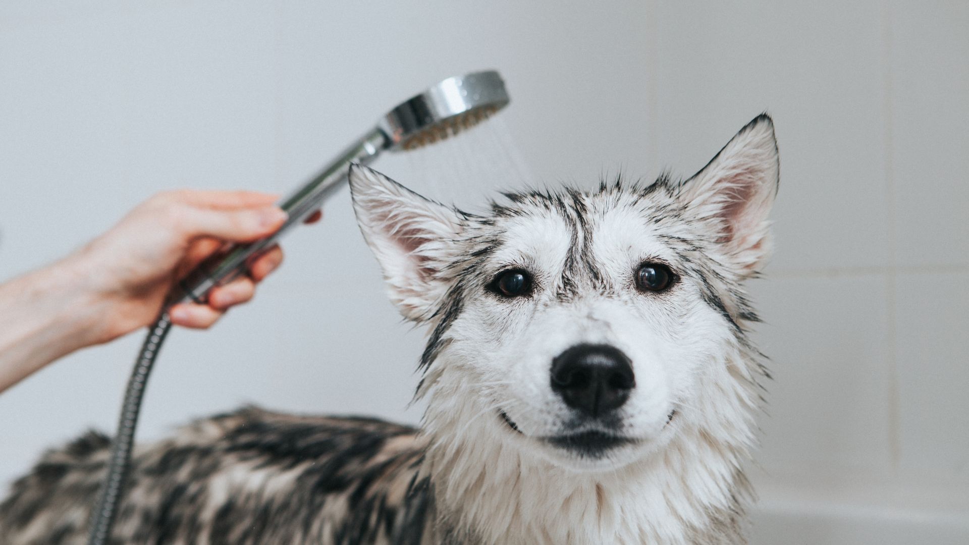 11 Dog Wash Hacks to Try Today
