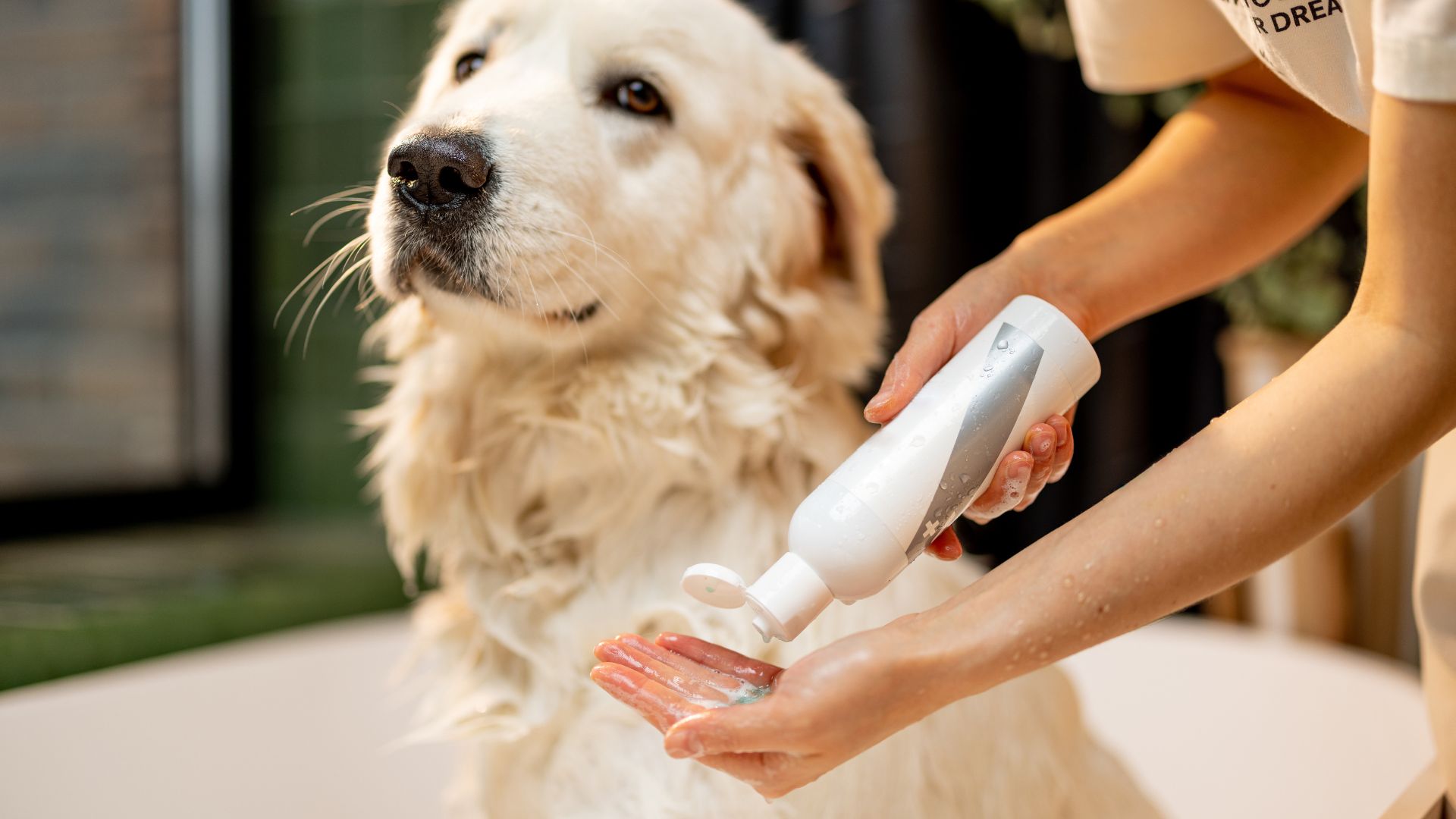 11 Ways to Keep Your Dog Calm During a Wash