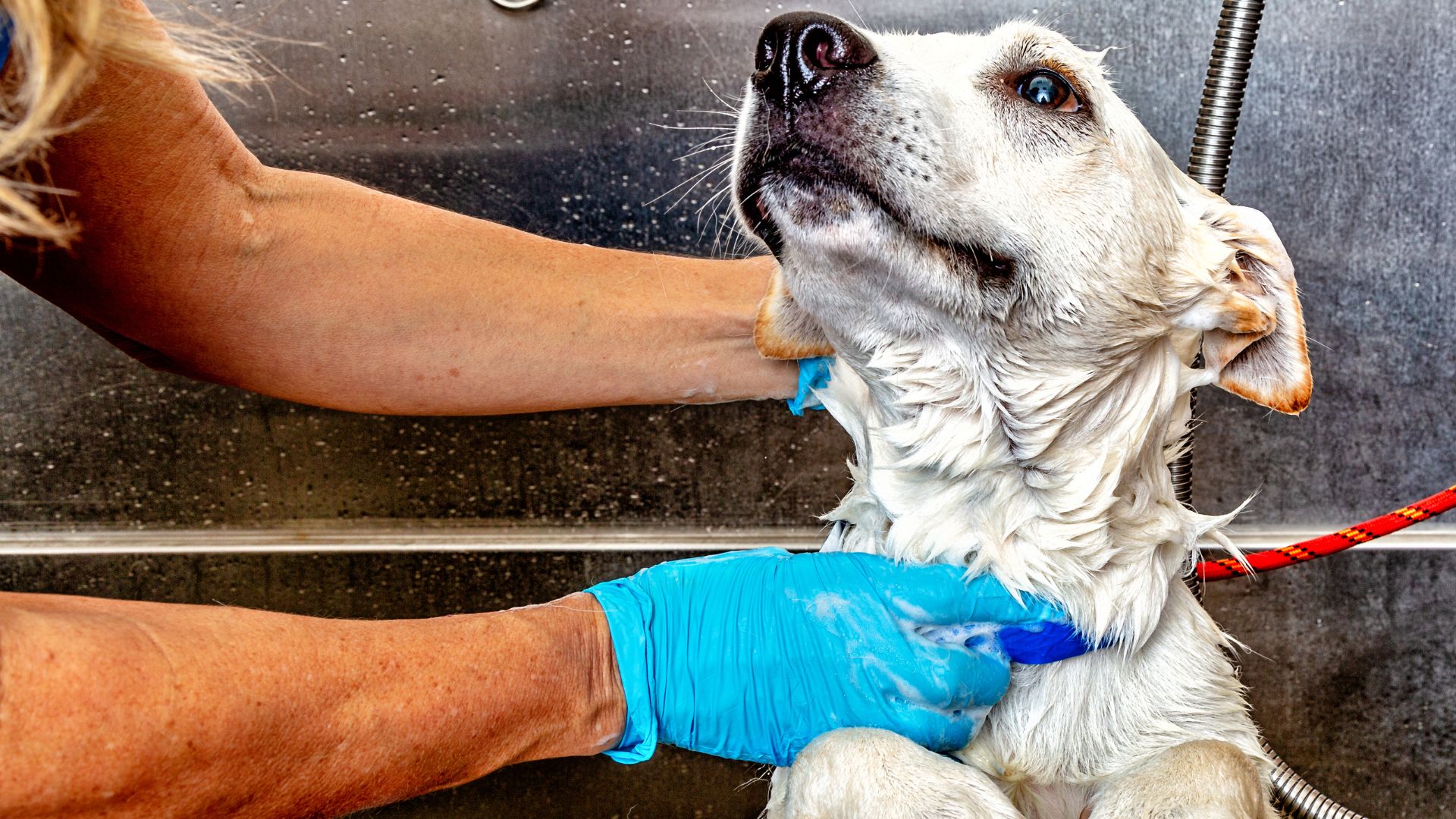 12 Tips for First-Time Users of Self-Service Dog Wash