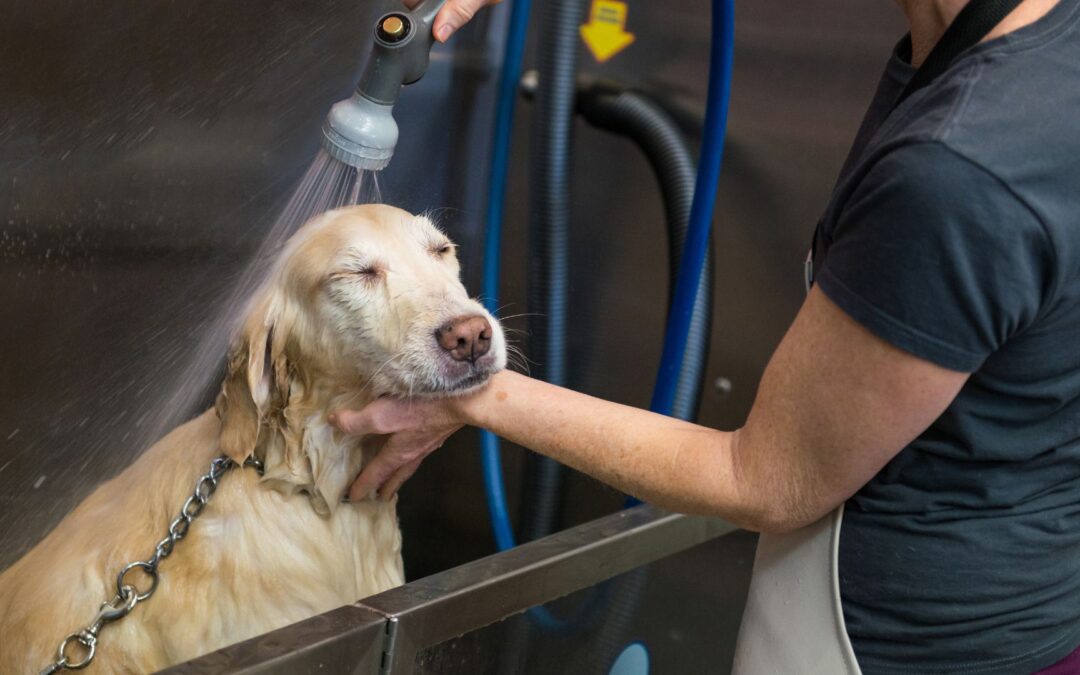 12 Ways to Speed Up Your Self-Service Dog Wash