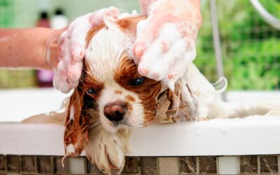 13 Dog Washing Tips Every Pet Owner Should Know