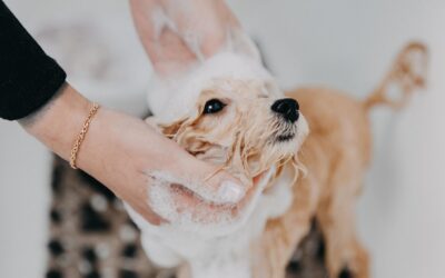 13 Tips for Maintaining a Healthy Dog Coat During a Wash