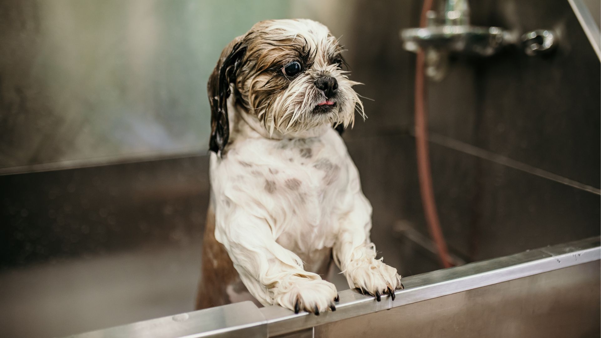 Wet dog standing inside dog wash