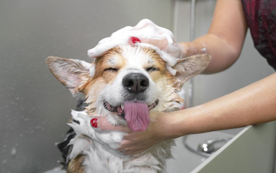 14 Tips to Make Your Dog Wash Easier