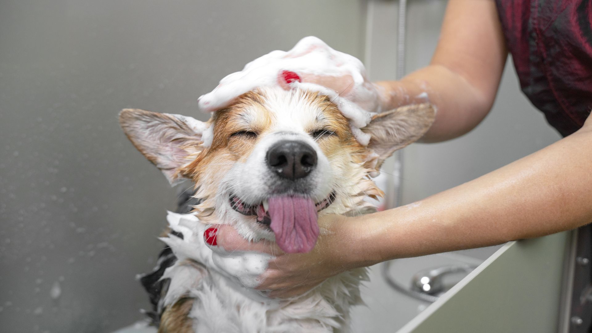 14 Tips to Make Your Dog Wash Easier