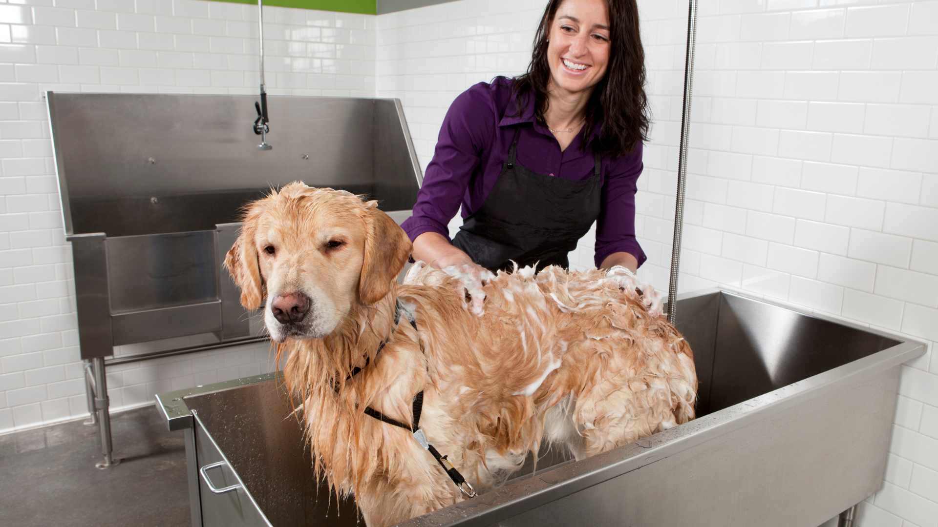 7 Ways to Make Your Dog Wash Routine Less Stressful